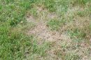 does saltwater kill grass